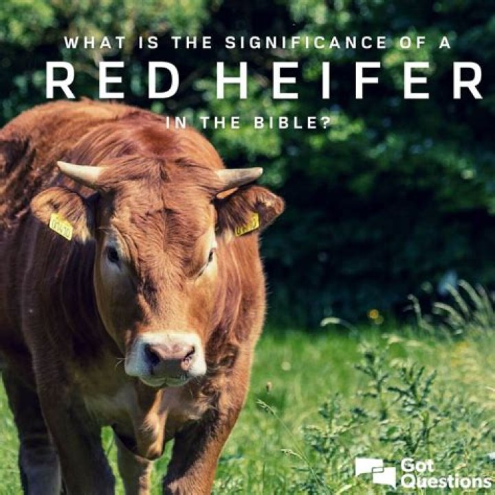 The Red Heifer in the Bible: Unveiling Its Significance and Symbolism
