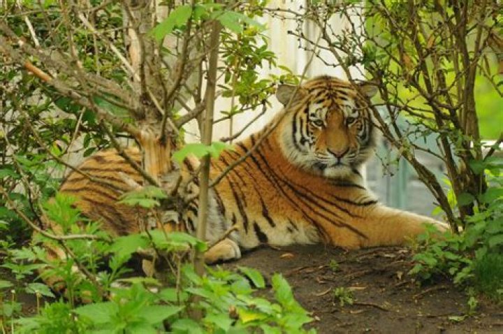 Tiger Habitats: A Comprehensive Guide to Understanding Their Natural Homes