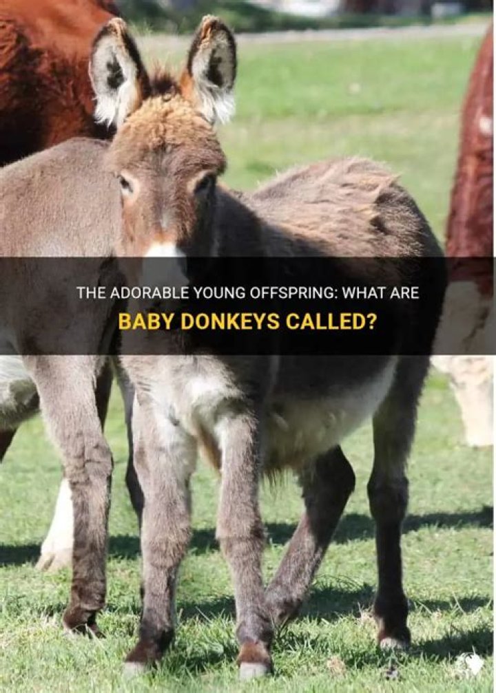 What Are Baby Donkeys Called? Discover the Fascinating World of Donkeys