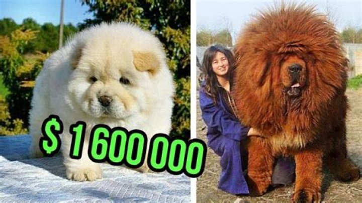 What Are the Most Expensive Dogs in the World?