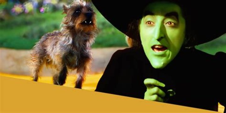 What Color is Toto in Wizard of Oz: Unveiling the Iconic Dog's Fur