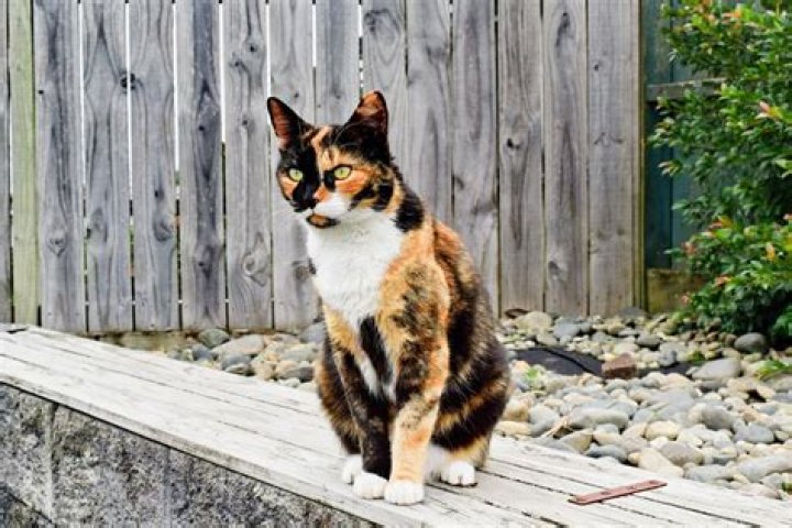 What is a Calico Cat? Understanding the Unique Beauty and Traits of Calico Cats