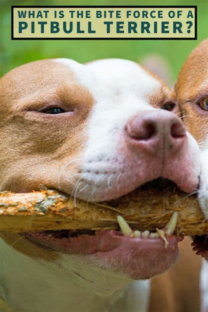 What is the Bite Pressure of a Pitbull? Unveiling the Facts and Myths