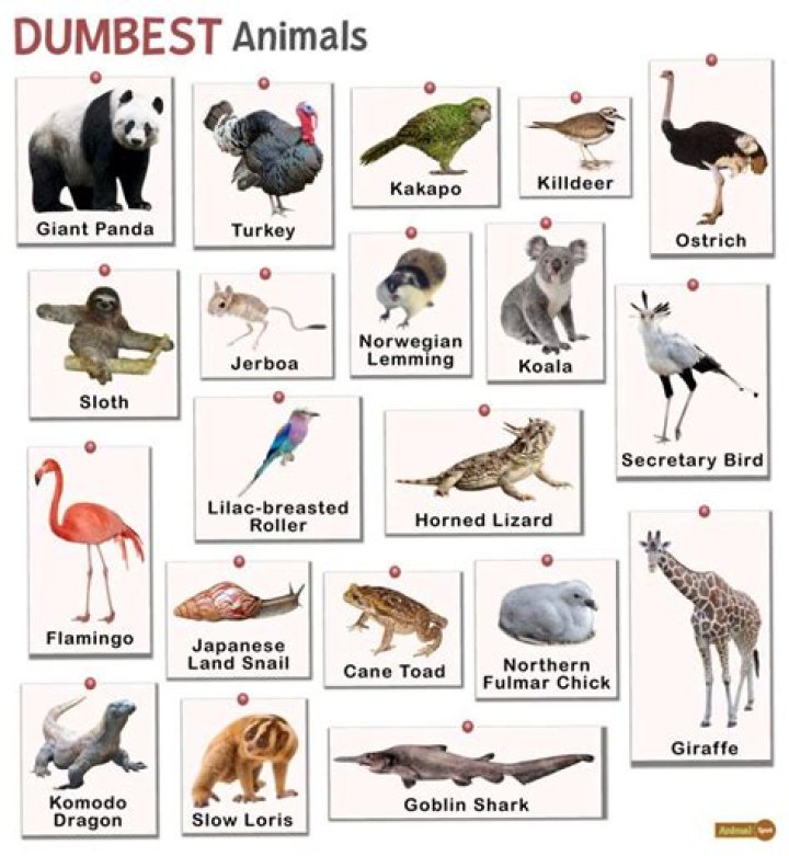 What is the Dumbest Animal in the World? Exploring Intelligence in the Animal Kingdom
