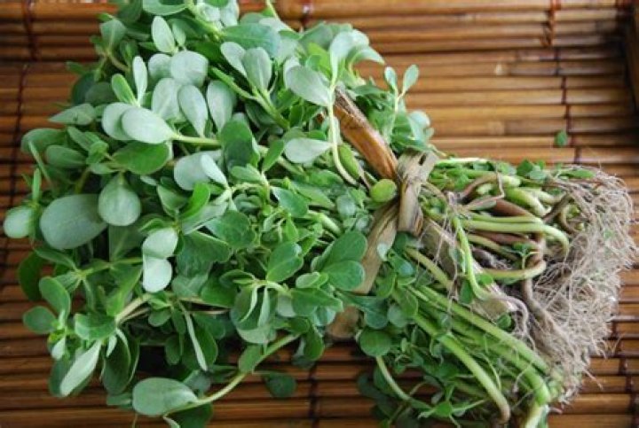 What is Verdolagas? A Comprehensive Guide to Understanding This Remarkable Plant