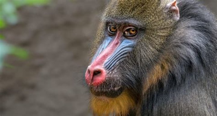 What Type of Monkey is Rafiki? Discover the Fascinating Mandrill Behind the Lion King Character
