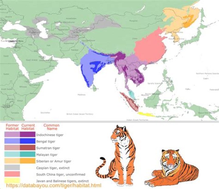 Where Do Tigers Live? Discovering the Natural Habitats of These Majestic Creatures