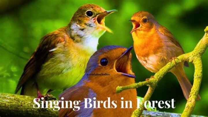 Why Are the Birds Singing at Night: Unveiling the Mysteries of Nocturnal Birdsong