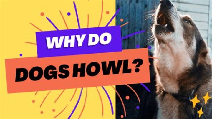 Why Do Dogs Howl at Sirens: A Comprehensive Guide to Understanding This Fascinating Behavior